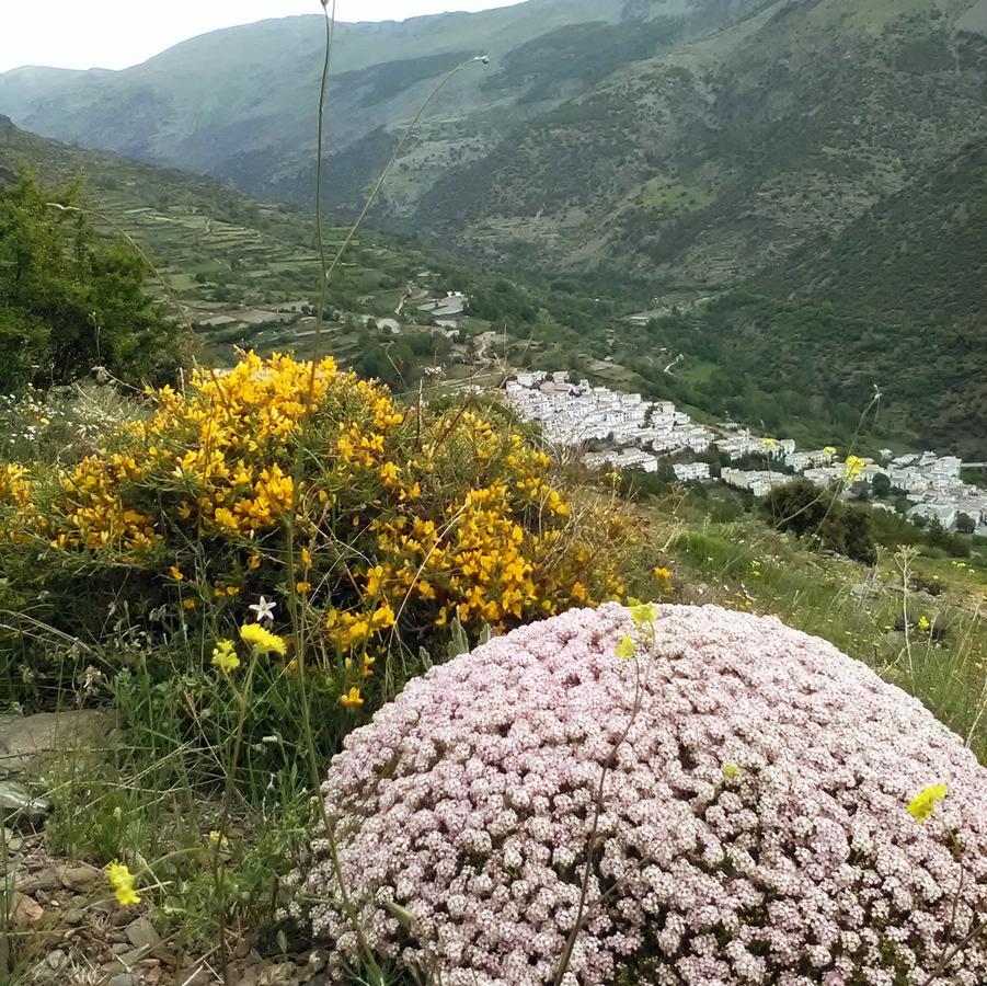 Refugio Alpujarra Alta Bed & Breakfast Trevelez Luaran gambar